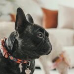 a small black dog standing on a white rug