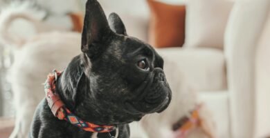 a small black dog standing on a white rug